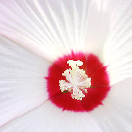 Inside a hibiscus flower by Debra Orlean