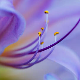 Intimate Details by Bill and Linda Tiepelman