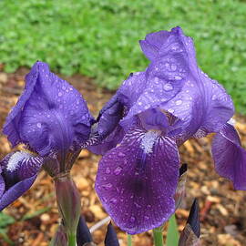 Iris After Rain