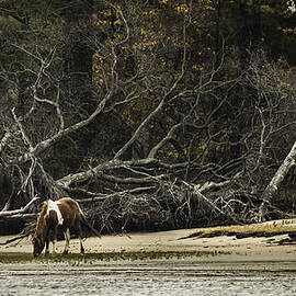 Island Pony