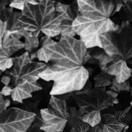 Ivy on the fence 33bw2 by Ronald Schafer
