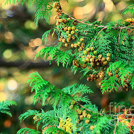 Japanese Cypress in Fall Colors with Bokeh by Beverly Claire Kaiya
