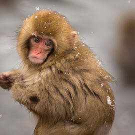Japanese Macaque Baby at an Onsen at Yamanouchi Japan by Natural Focal Point Photography