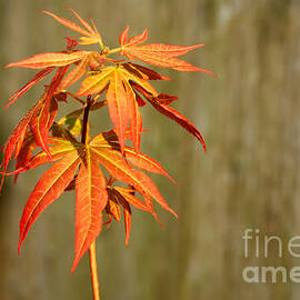 Japanese Red Maple by Connie Fox