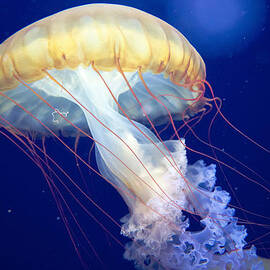 Japanese Sea Nettle Chrysaora Pacifica