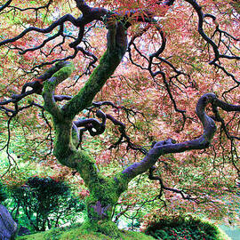 Japanese Tree in Garden