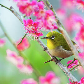 Japanese White-eye by Moaan