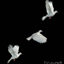 Java Dove in Flight by Stephen Dalton