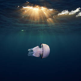 Jelly by Davide Lopresti