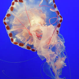 Jellyfish by John Krzesinski (images By John 'k')