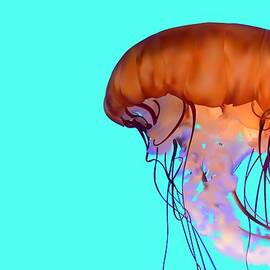 Jellyfish by Tanias Reign 