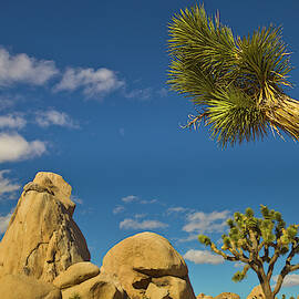 Joshua Tree Rocks And Sky by Yva Momatiuk John Eastcott