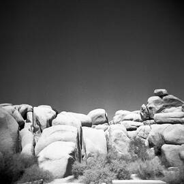 Joshua Tree Holga 4 by Alex Snay