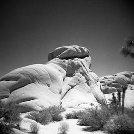 Joshua Tree Holga 6 by Alex Snay