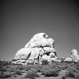 Joshua Tree Holga 9 by Alex Snay