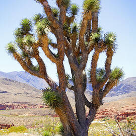 Joshua Tree by Mike McGlothlen