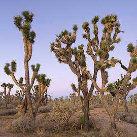 Joshua Trees Nevada by Yva Momatiuk John Eastcott