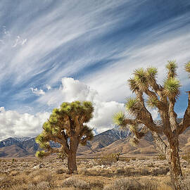 Joshua Trees In Desert by Alice Cahill