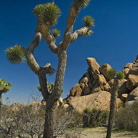 California Joshua Trees in Joshua Tree National Park by the Mojave Desert by Randall Nyhof