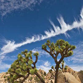 Joshua Trees  in Joshua Tree Natl Park by Yva Momatiuk and John Eastcott