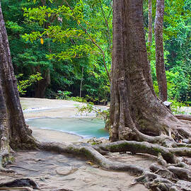 Jungle Scenery