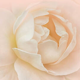 Just Peachy Rose Flower by Jennie Marie Schell