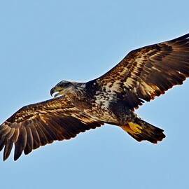 Juvenile Bald Eagle In Flight Close Up by Jeff at JSJ Photography