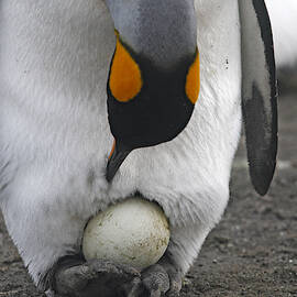 King Penguin With Egg by M. Watson