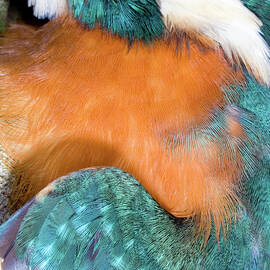 Kingfisher Feathers by Science Photo Library