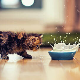 Kitten And Bowl Of Milk by Benjamin Torode