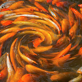 Koi In Circular Design And Pattern by Darrell Gulin