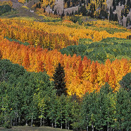 La Sal Aspens