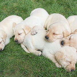 Labrador Retriever Puppies Nap Time by Jennie Marie Schell