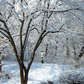 Lacy Snowfall