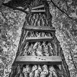 Ladder to the Treehouse by Scott Norris