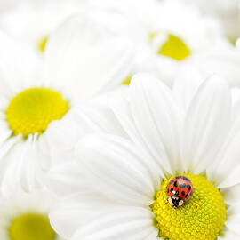 Ladybug On Daisies by Scott Linstead