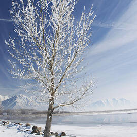 Lake Tree by Nicole Markmann Nelson