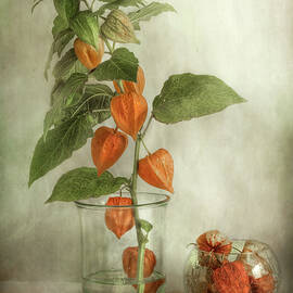 Lanterns by Mandy Disher