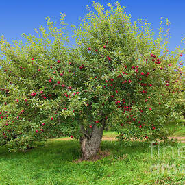 Large Apple Tree