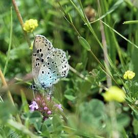 Large Blue Butterfly by Science Photo Library