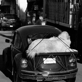 Large Dog on Beetle by John Harmon