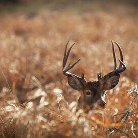 Large Trophy Size Whitetail Buck In by Jimkruger