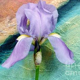 Lavendar Iris by Marsha Heiken