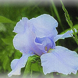 Lavender Iris