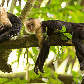 Lazy Day in the Rainforest by Natural Focal Point Photography