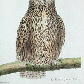 Le Ducou Grand Duc by Philip Ralley
