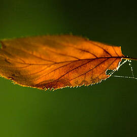 Leaf on Spiderwebstring by Iris Richardson