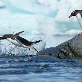 Leaping Gentoo Penguins, Antarctica by Paul Souders