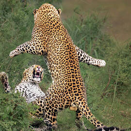 Leopard Mating by Yun Wang