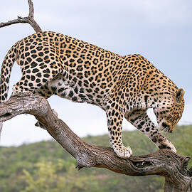 Leopard by Science Photo Library